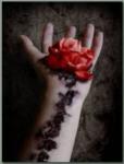 des rose arrose par la melancolie